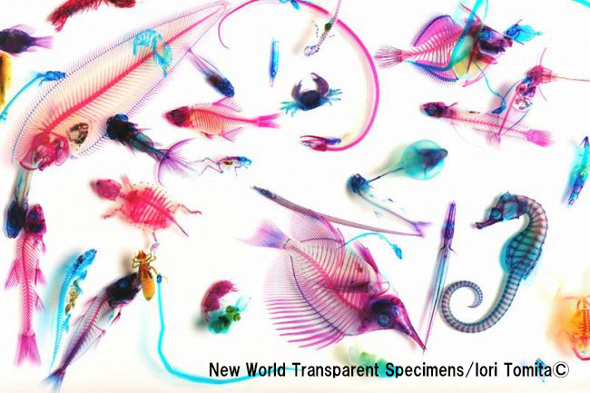 Gifte 生き物の不思議を体感するアート 透明標本体験